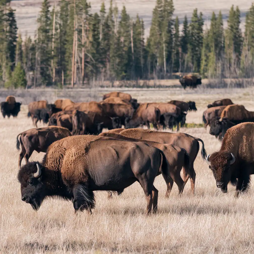 Bison grazing